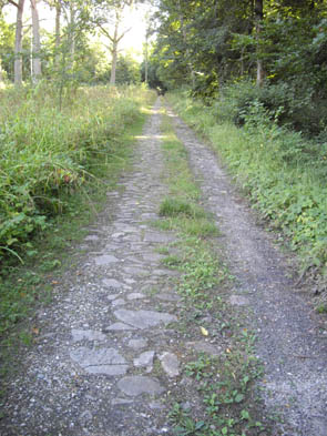 La forêt de Chantilly (à Luzarches)